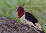 Red headed Woodpecker - Posted on Wednesday, December 3, 2014 by Charlotte Lough