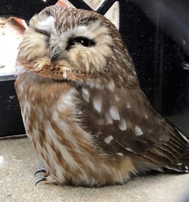 small brown owl with one eye closed