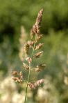 Phalaris.arundinacea