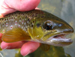 Wild brown trout from Wiscoy Creek