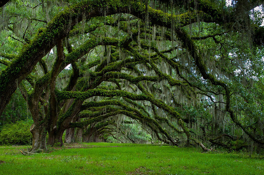 Oak trees, South Carolina by Lee Sosby