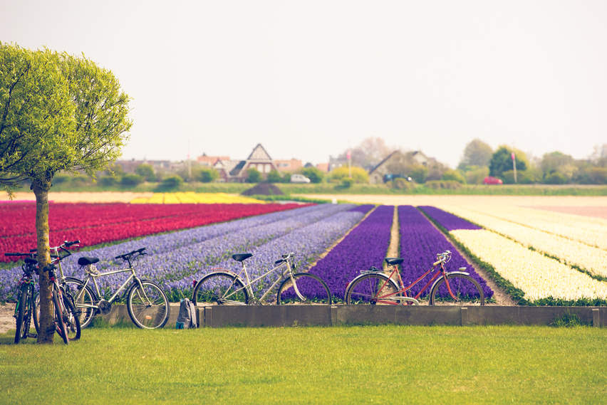 Cycling tour to blooming tulips field in the Netherlands