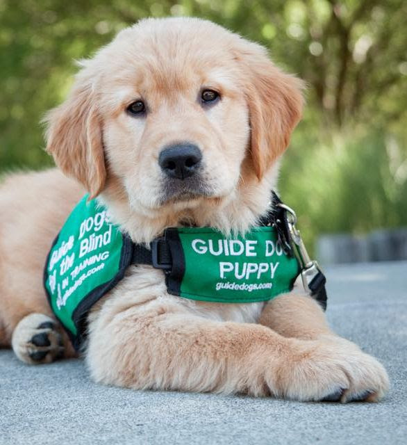 Photo of Golden Retriever guide dog puppy 