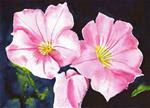 Three Pink Petunias - Posted on Saturday, February 14, 2015 by Cynthia Van Horne Ehrlich