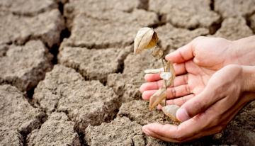 Chile: decretan emergencia agrícola por déficit hídrico en regiones frutícolas claves