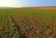 Agricultural fields in Israel.