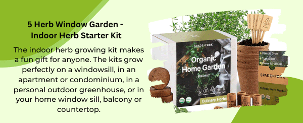 5 herb window garden 5 herb window garden