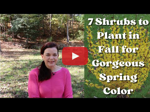 7 Shrubs to Plant in Fall for Gorgeous Spring Color