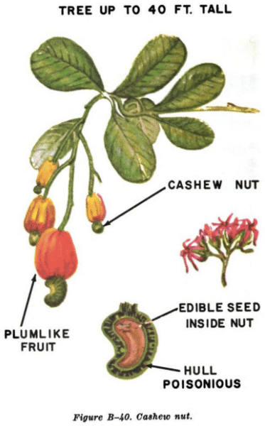cashew nut illustration edible plants