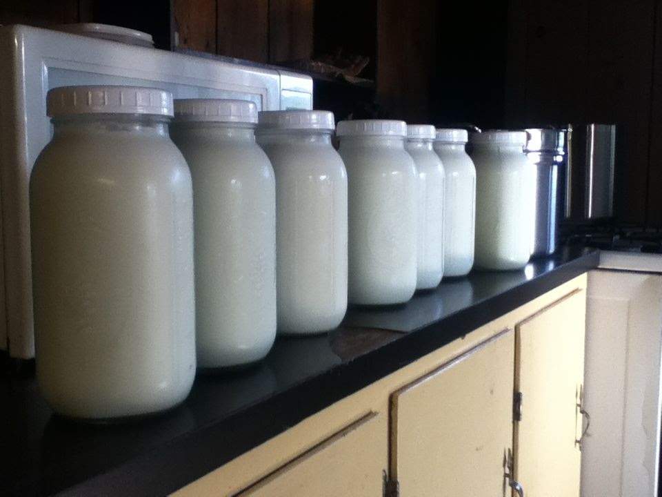 Bottles of raw milk on a small farm.