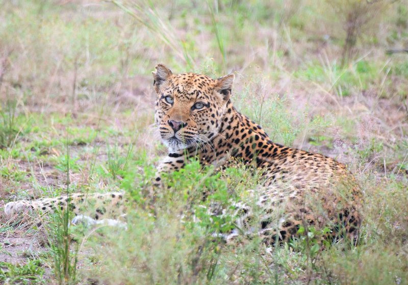 Common Leopard (22) Hartl.JPG