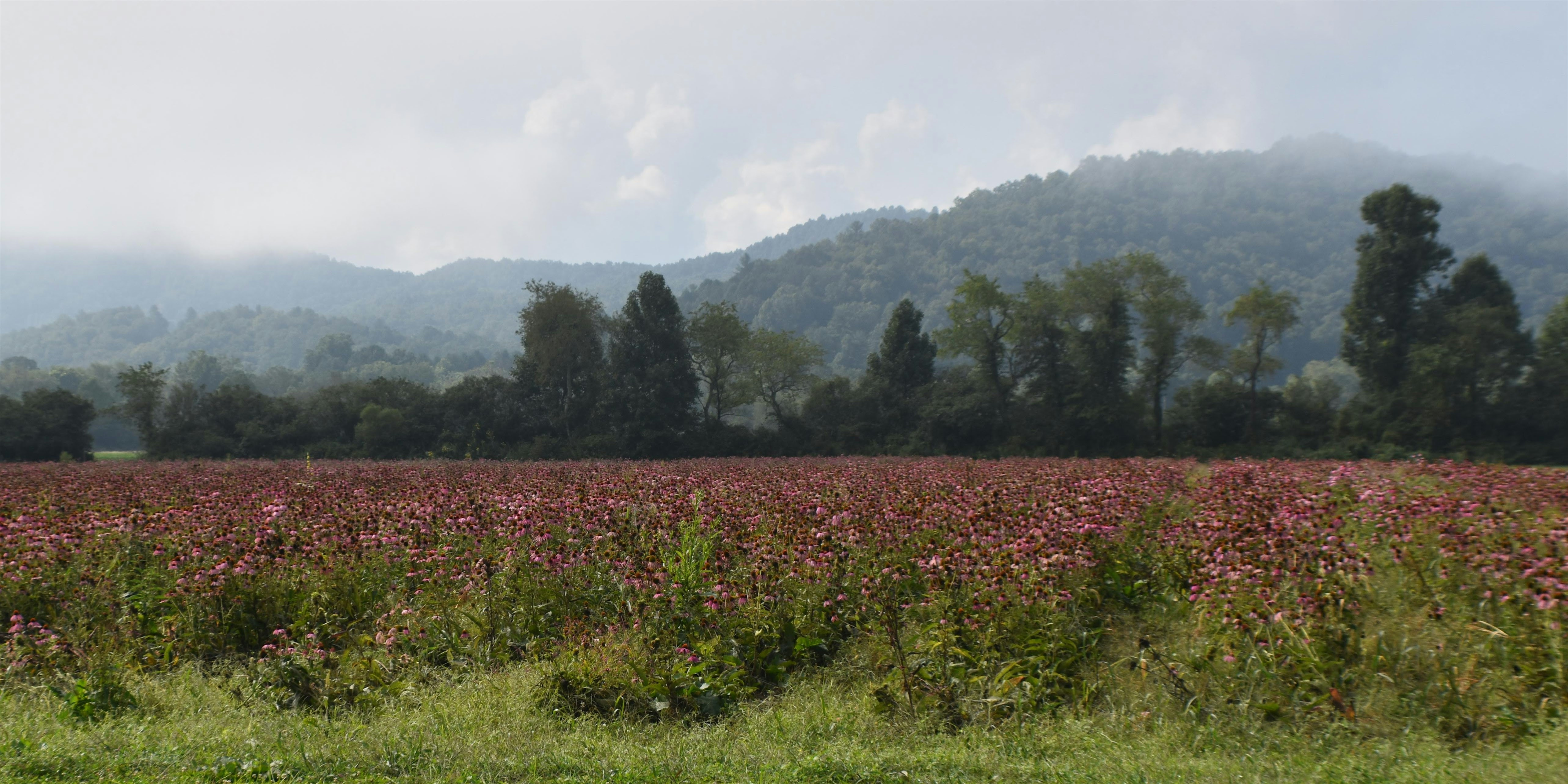 WNC Medicinal Herb Grower/Buyer Social