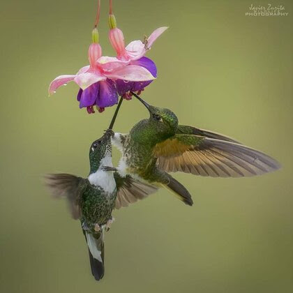 Hummingbirds-same-flower