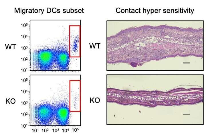 The molecular underpinnings of immune cell migration