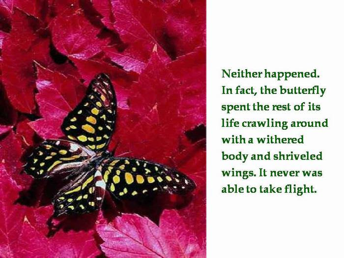 utterfly
inspiring
story