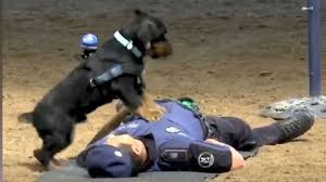Police Dog Performing CPR Has Gone Viral.. Yes Really.. (Video)