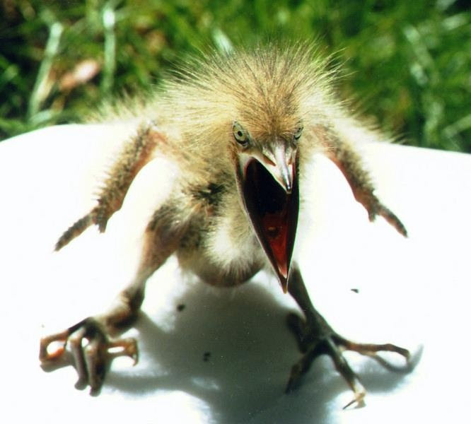 Baby American Bittern