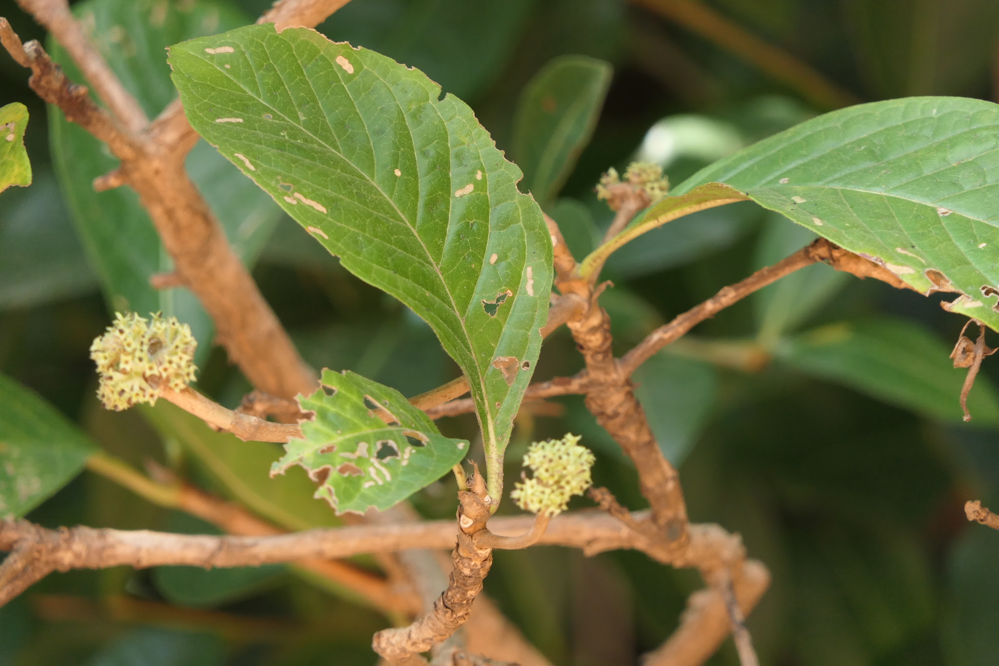 Pavetta crassicaulis Bremek.