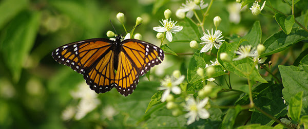  Monarch butterfly on a plant with small white flowers