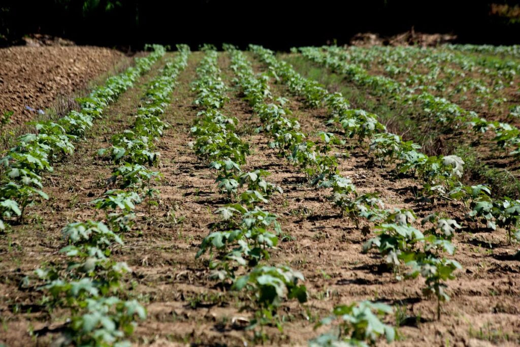 Crops growing at a farm in Aranguez. Photo by Sureash Cholai