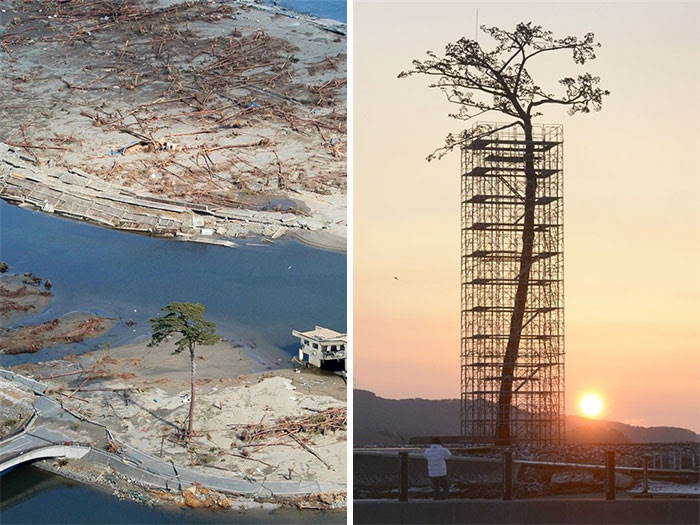 Единственное дерево, пережившее землетрясение и цунами в Японии в 2011 году дерево, живучесть, жизнь, мир, планета, растительность, фото