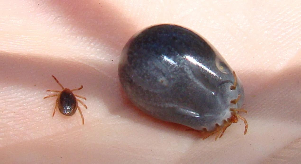 Tick before & after feeding