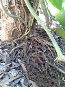 Vanilla Root Rotten Fungal Disease