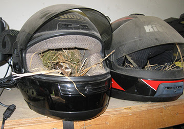Helmet nest