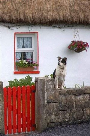 Dog-Waiting-Come-Home