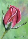 Pink Rose ACEO - Posted on Friday, November 21, 2014 by Janet Graham