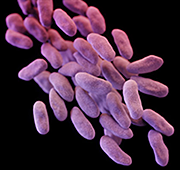 VSTH-Containing Unusual Resistance