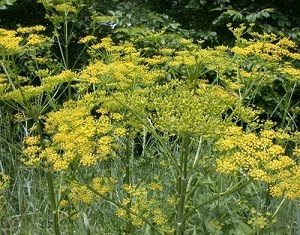 yellow wild parnsip flowers