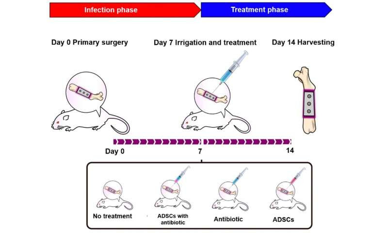 Coupling antibiotics with stem cells to fight off bone infections