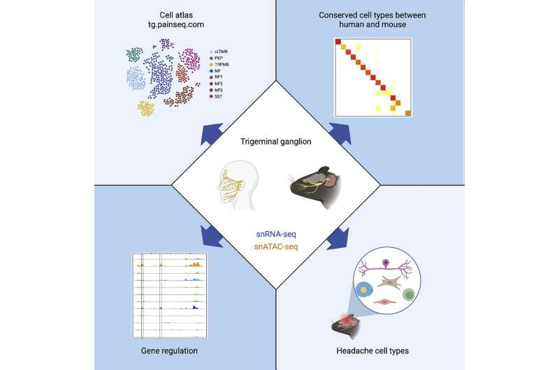 Atlas of migraine cell types sheds light on new therapeutic targets