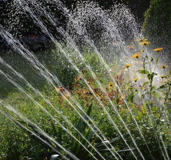 A sprinkler sprays garden flowers with water