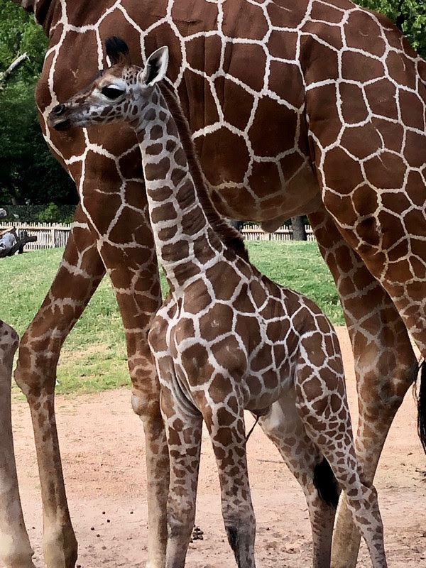 Giraffe-new-FW-zoo-6-2021