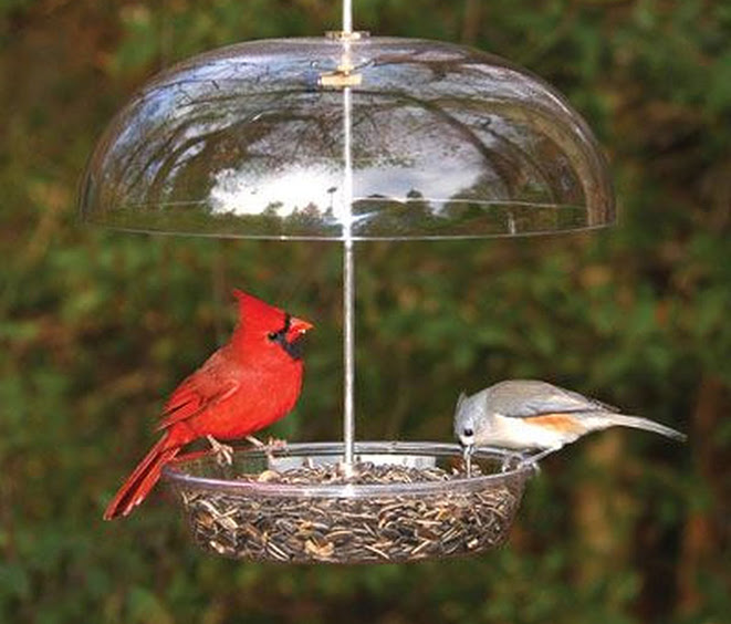 THE BEST AND THE BRIGHTEST: HOW TO ATTRACT BEAUTIFUL, COLORFUL BIRDS TO YOUR BACKYARD Bountiful-Bowl-with-Birds