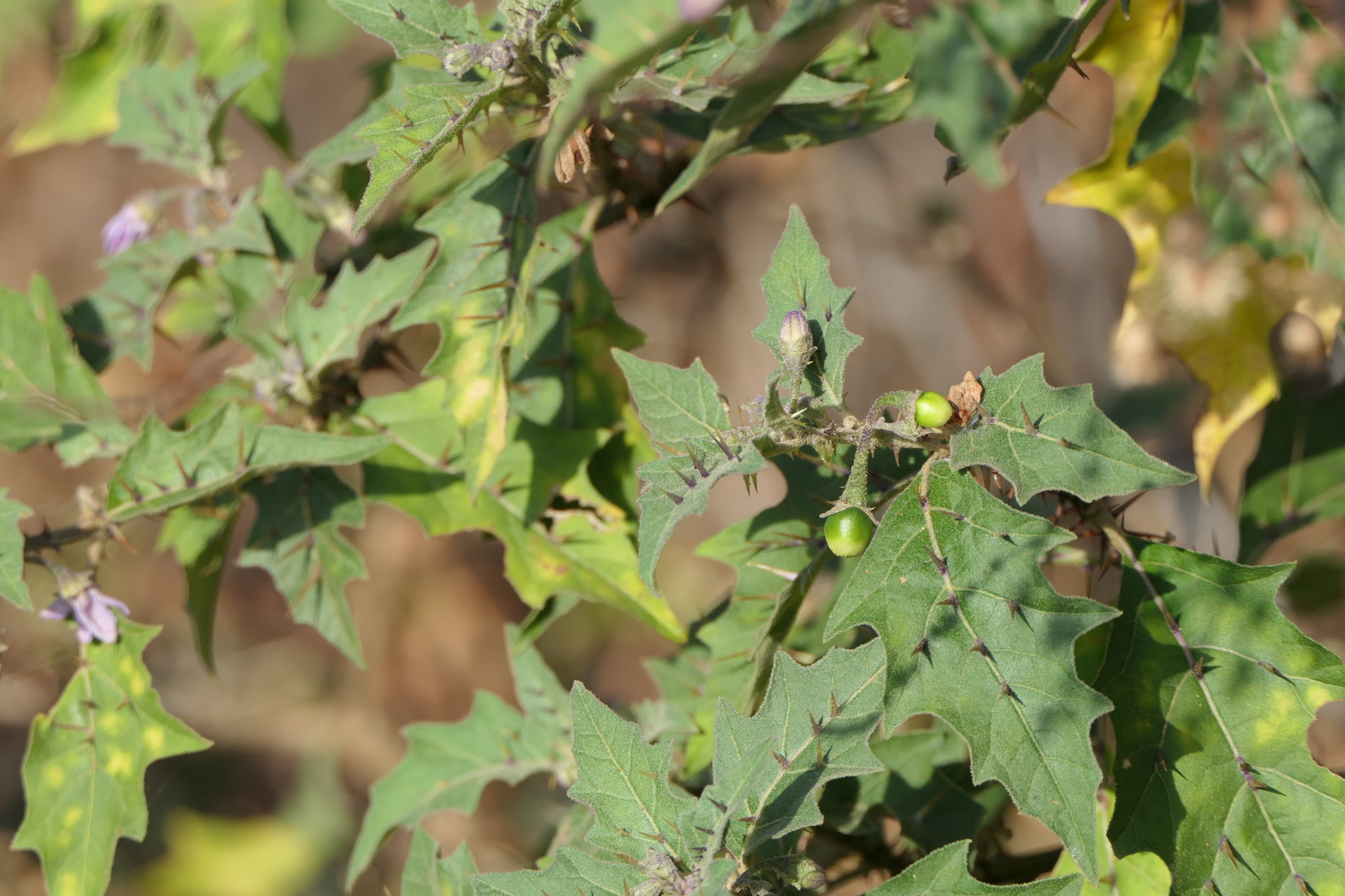 Solanum hovei Dunal