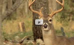 Deer Forecast Video