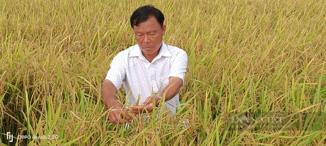 Nông dân trồng lúa miền Tây lãi thêm gần 5 triệu đồng/ha nhờ sử dụng loại phân bón này - Ảnh 1.