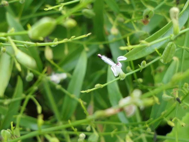 Andrographis paniculata (Burm.f.) Nees