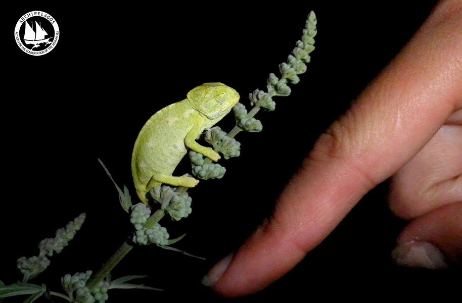 baby-chameleon