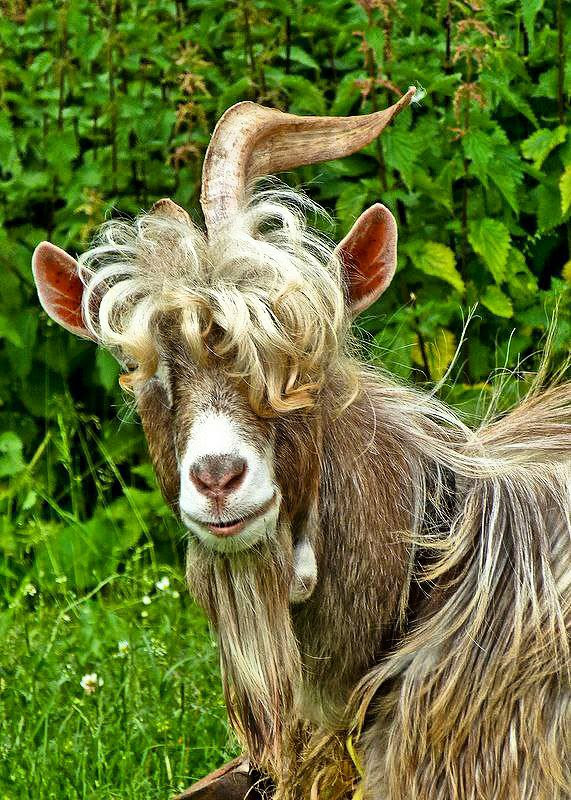 Hair-Goat