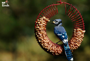 bird feeder