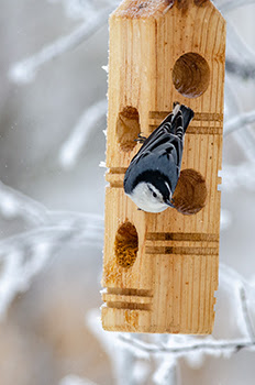 white-breasted nuthatch at feeder