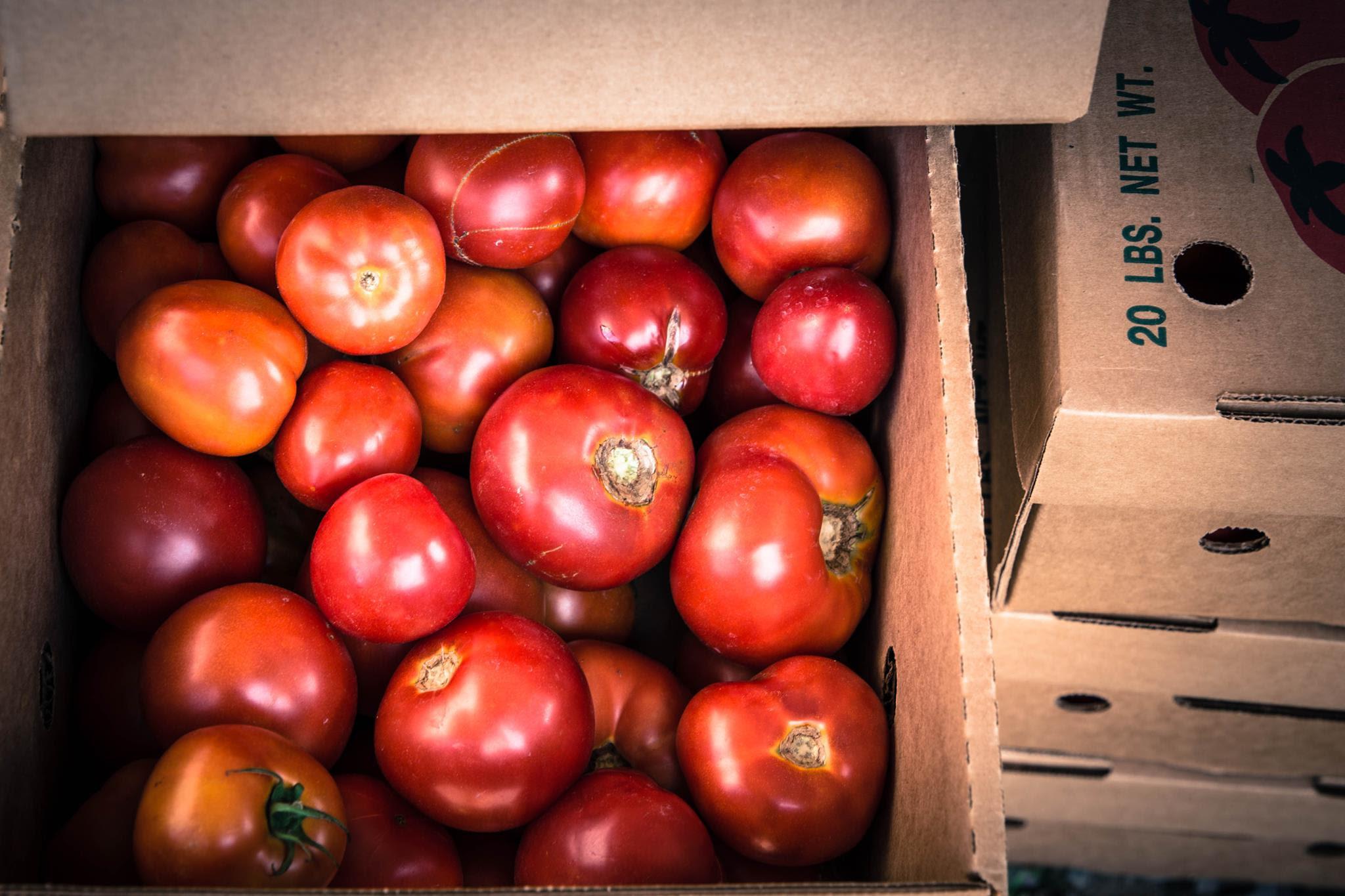 Regular tomato 20 lb case