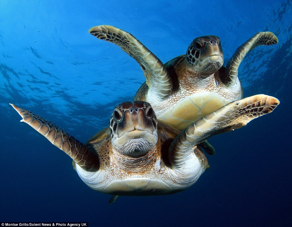 Ms Grillo said: 'Turtles and I are great friends and I love to spend time with them. They are curious because of the reflections in my lens'
