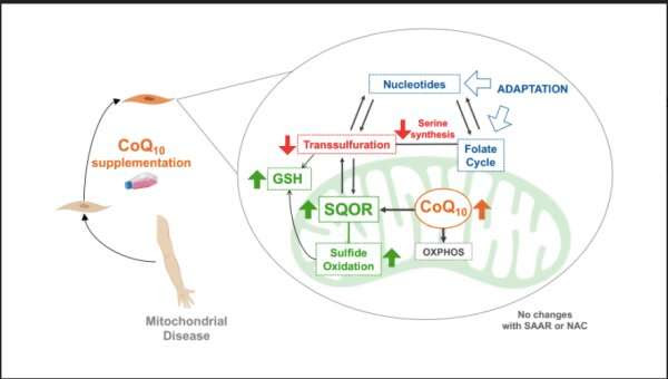 Coenzyme Q10 could treat mitochondrial diseases, colon cancer, thyroid carcinoma and Crohn’s disease
