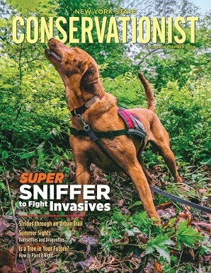 Cover of Conservation magazine with invasive species sniffing dog