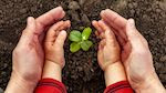 Adult hands hold a child's hands which cup a small seedling in the soil. 